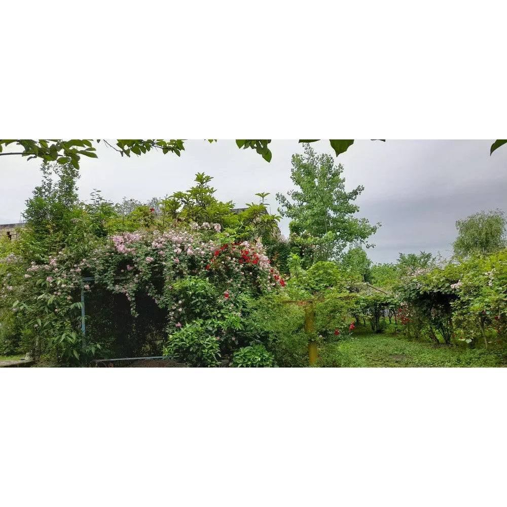 اجاره سوئیت دوخوابه باغ رضوان ماسوله