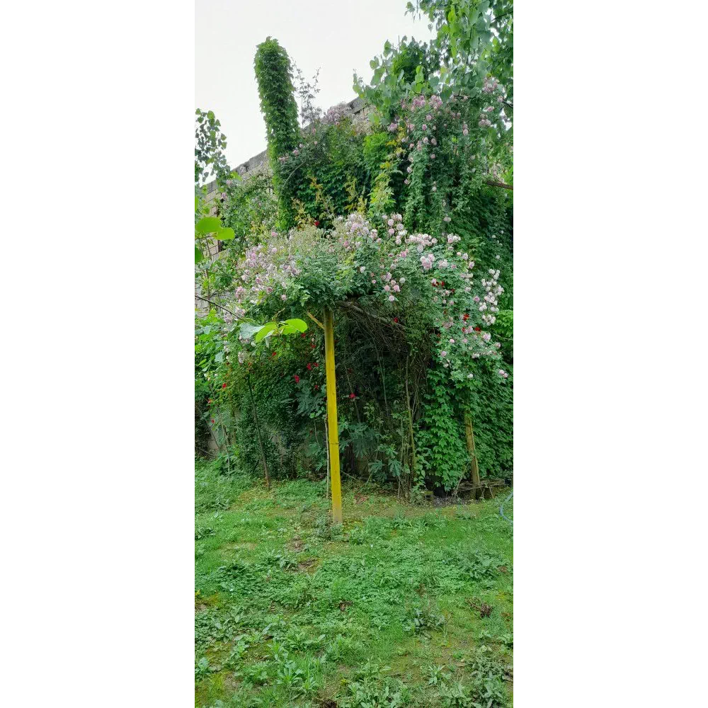 اجاره سوئیت دوخوابه باغ رضوان ماسوله