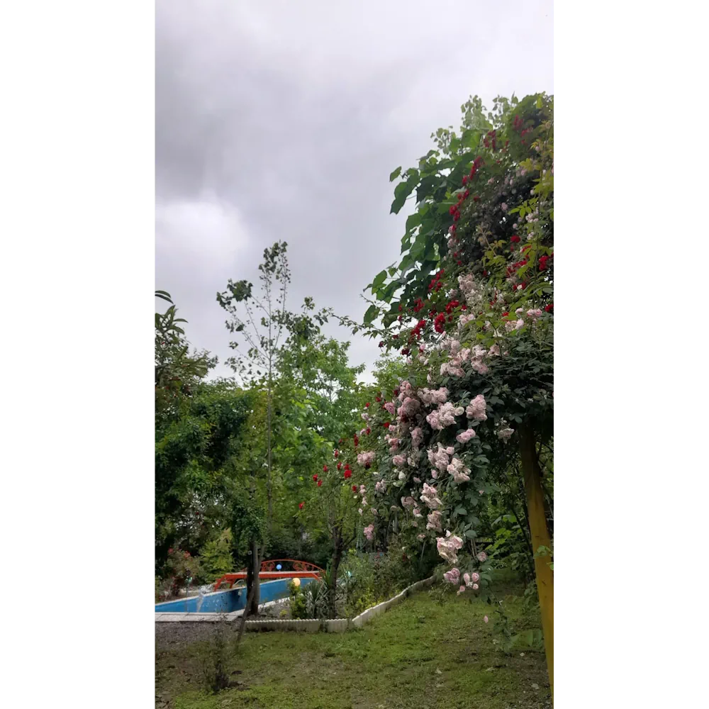 اجاره سوئیت دوخوابه باغ رضوان ماسوله